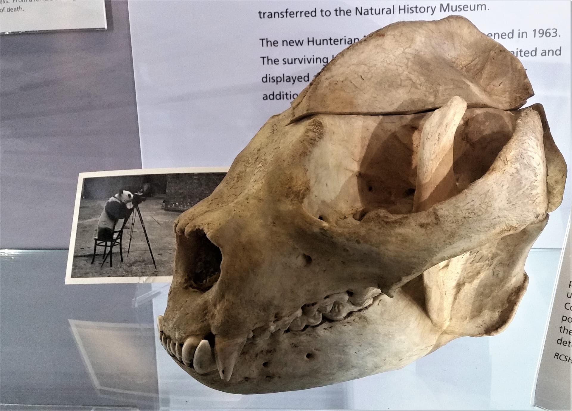 Ailuropoda melanoleuca gets its name
