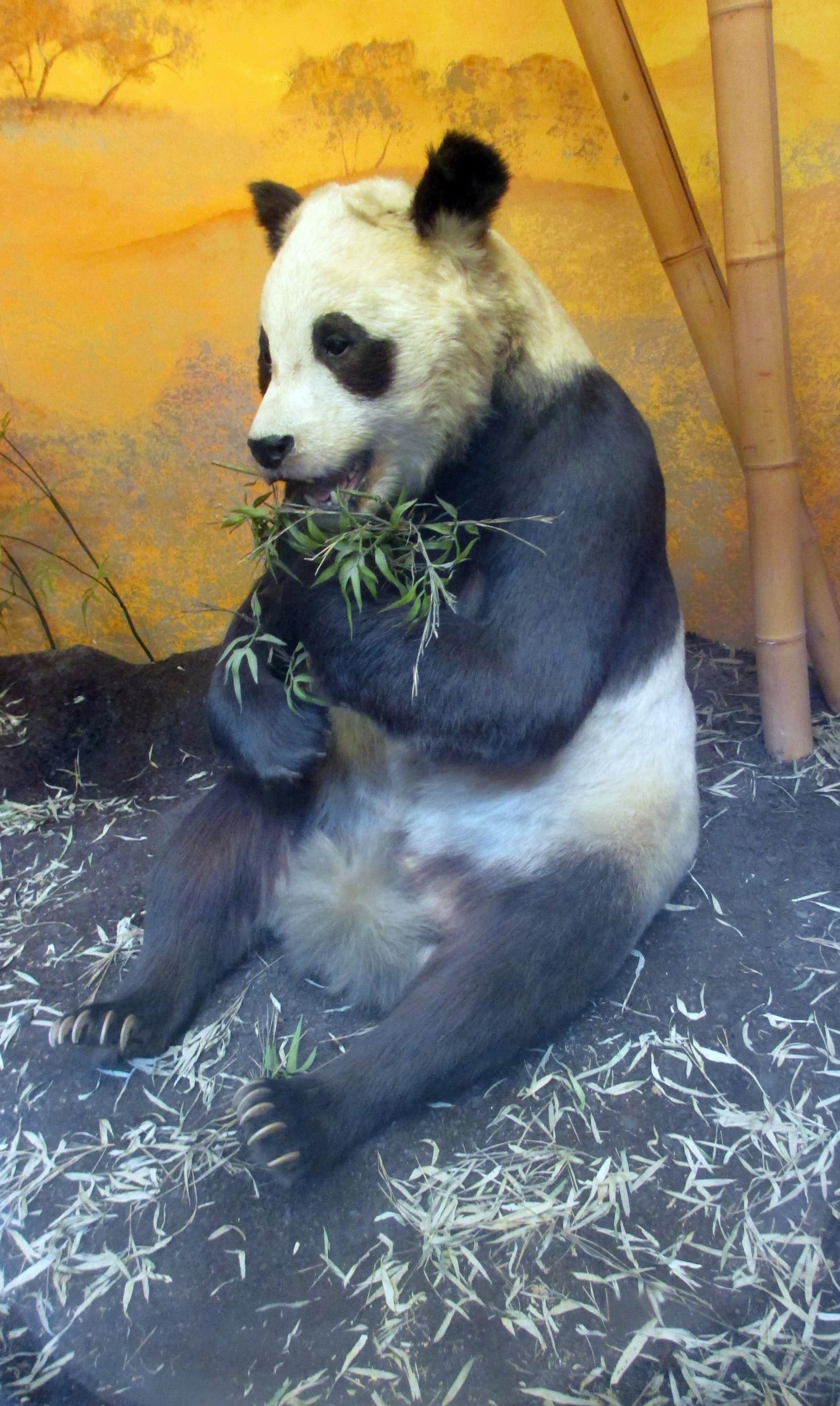 The panda becomes the WWF symbol