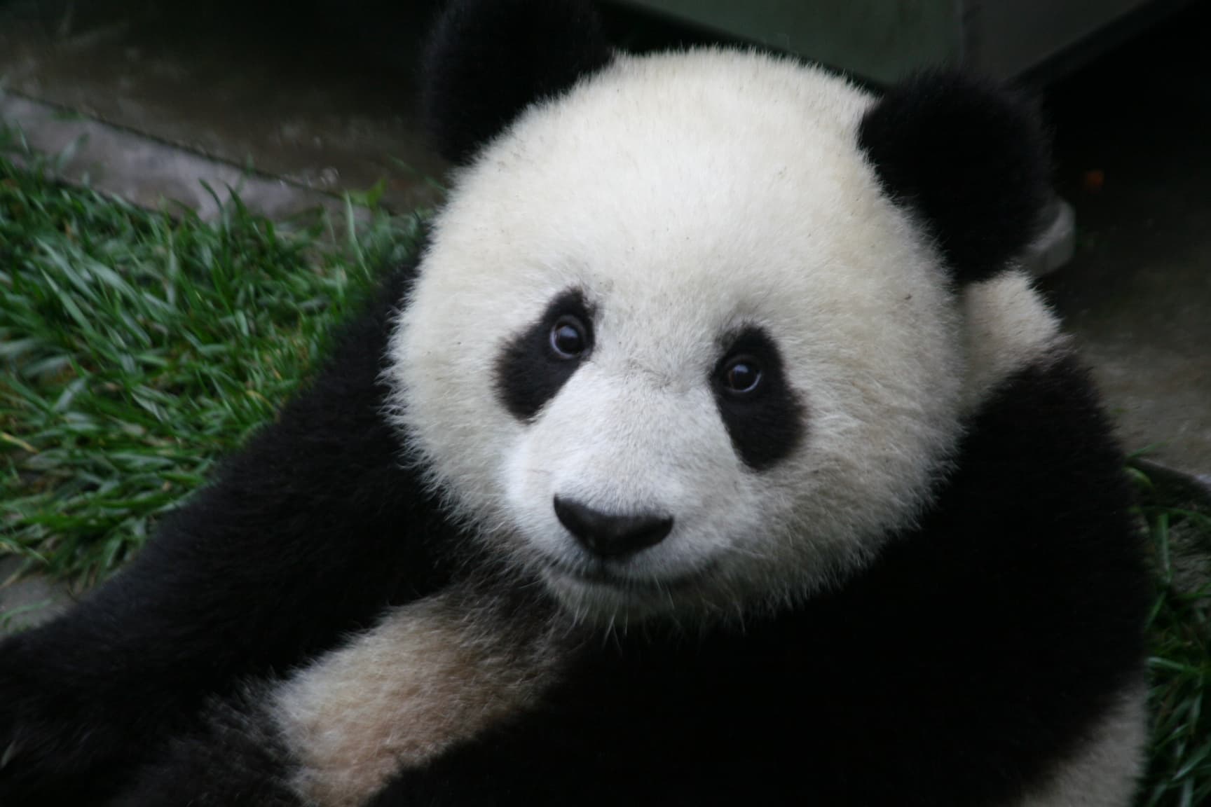 The first captive-born cub