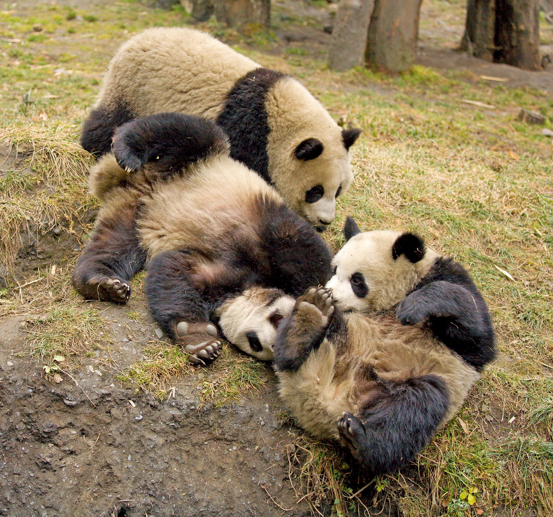 Tao Tao — first captive-bred panda released to the wild