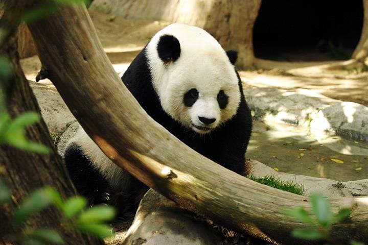 Kung Fu Panda