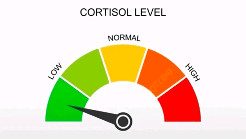 Cortisol Level meter (the trend's core graphic)