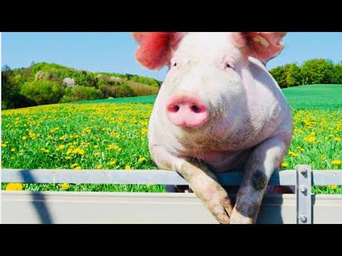 The largest pig museum in the world