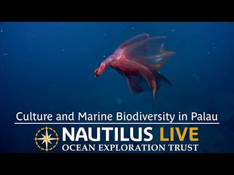 Connecting Culture and Marine Biodiversity in Palau | Nautilus Live