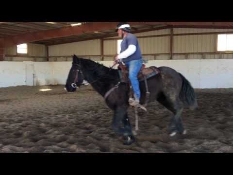 NNCC Saddle Horse Adoption -- FELIX #7082