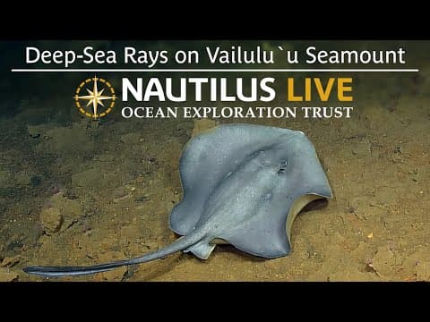 Deep-Sea Rays on Vailulu’u Seamount | Nautilus Live