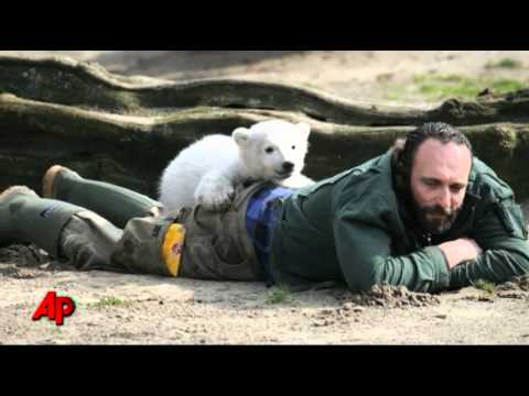 Cause of Famous Polar Bear's Death Sought