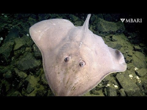 8 minutes of stunning deep-sea life in 4K