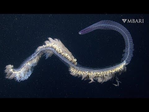 Jelly-like siphonophores astound with their breathtaking beauty