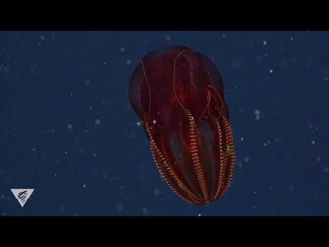 Deep relaxation: Release the stress with the bloody-belly comb jelly