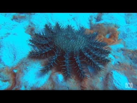 The reef and the starfish