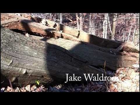 The American chestnut blight