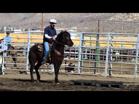 NNCC Horse Adoption -Doby- #9184