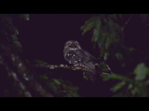 Solomons frogmouth filmed by Kara Sun