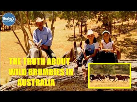 The Truth About Brumbies, as useful horses in Australia. Can brumbies be saved this way?