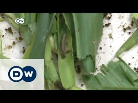 The fall armyworm invasion