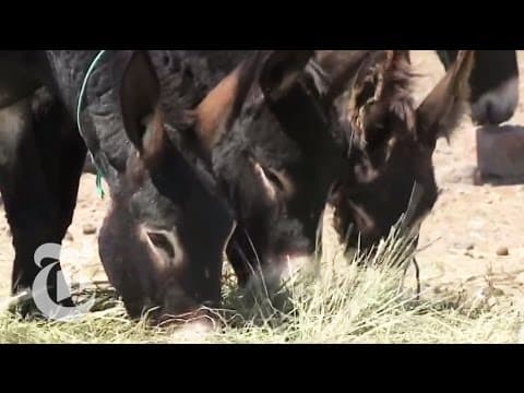 US: Controversy on the Range | The New York Times