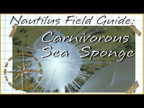 Nautilus Field Guide: Cladorhizidae Carnivorous Sponges | Nautilus Live