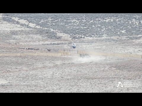 16 Wild Horses Attempt to Evade Trap During Roundup