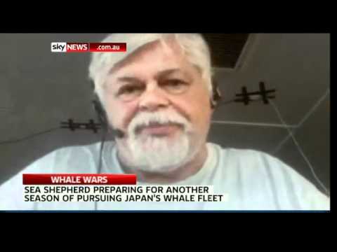 Sea Shepherd prepares to face Japan's whale fleet