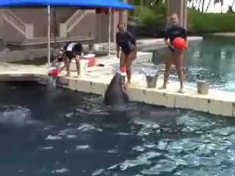 Worlds 2007 Hawaii — venue footage