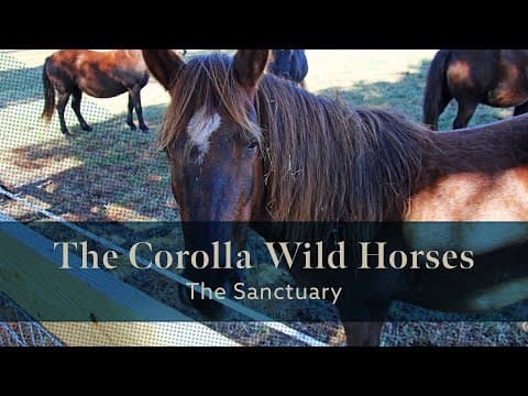The Corolla Wild Horses - The Sanctuary #northernobx #corollawildhorses #wildhorses #outerbanks #obx