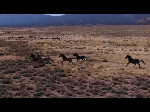 Budget cuts could lead to slaughter of wild horses