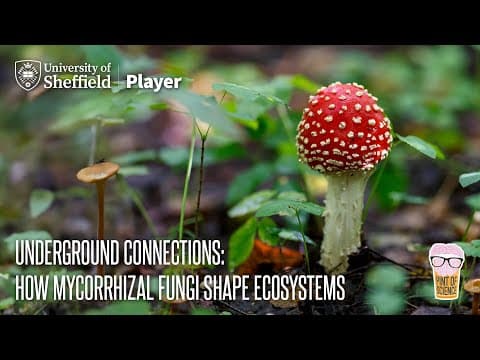 Underground Connections: How Mycorrhizal Fungi Shape Ecosystems