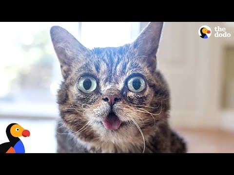 Lil Bub: the cat who is one in a trillion