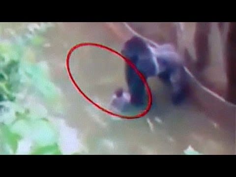 Endangered gorilla shot dead at Cincinnati zoo