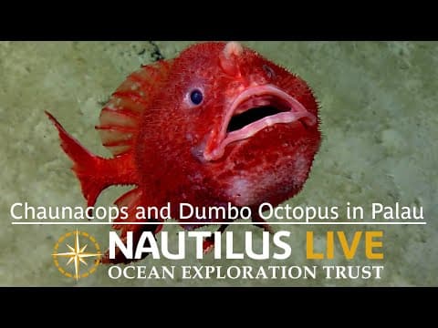 Exceptional Footage of Chaunacops and Dumbo Octopus in Palau | Nautilus Live