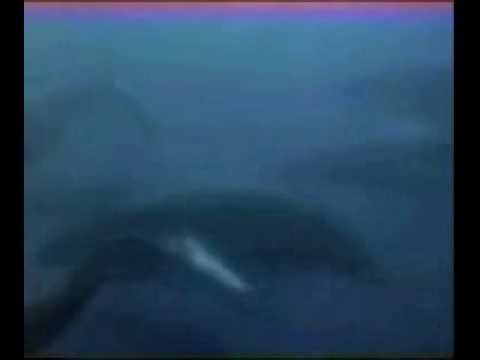 John Denver in Cousteau TV Special - The Whale Song (Original)