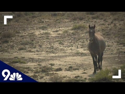 Capture of 700 horses in Sand Wash Basin sparks strong emotions on all sides