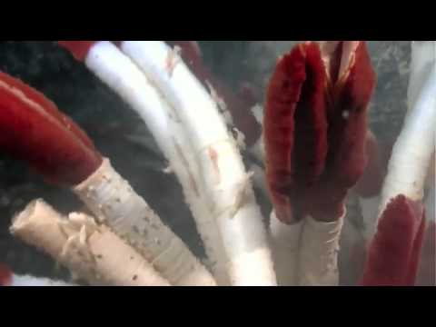 Galápagos Rift 2011: New Hydrothermal Vent Discovered