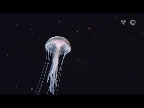 Where does the largest animal migration on Earth happen? The ocean's twilight zone