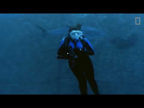How Nat Geo Explorer Sylvia Earle Is Protecting the Ocean