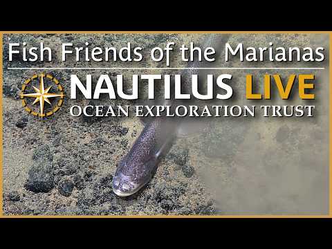 Fish Friends of the Mariana Depths | Nautilus Live