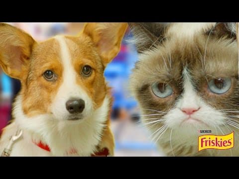 Happiness Finds Grumpy Cat (Friskies)