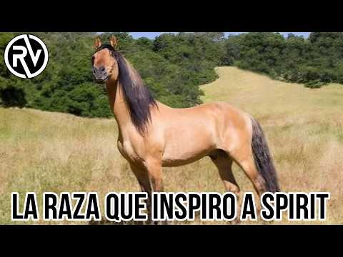 Caballo KIGER Mustang | Manada que estuvo OCULTA por años