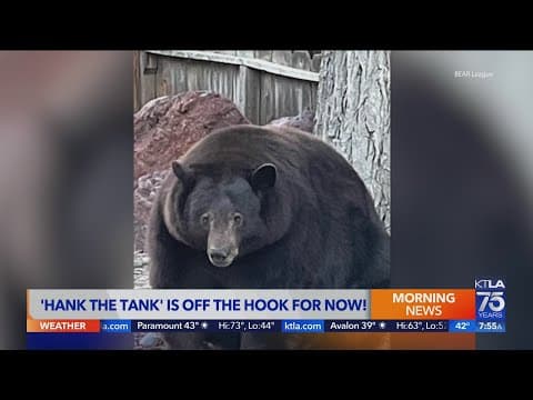 'Hank the Tank' turns out to be 3 bears who have damaged properties around Lake Tahoe