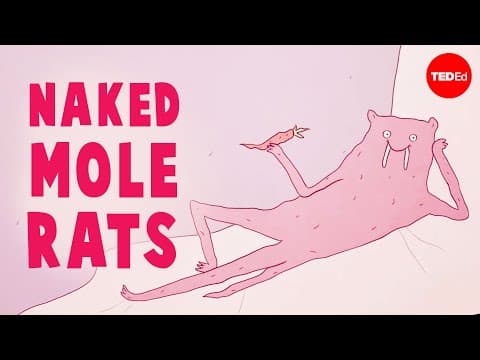 Are Naked Mole Rats the Strangest Mammals?