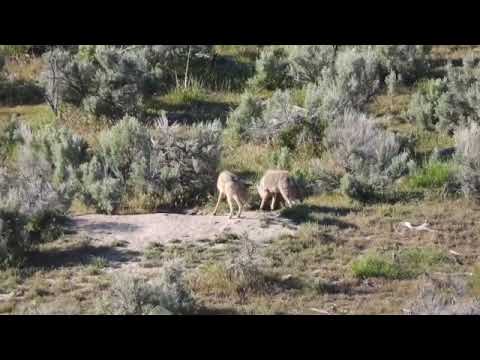 Pretty Sure Mom Said Stay Put, Coyote Pups at Play - Scene and Herd Wild Horses