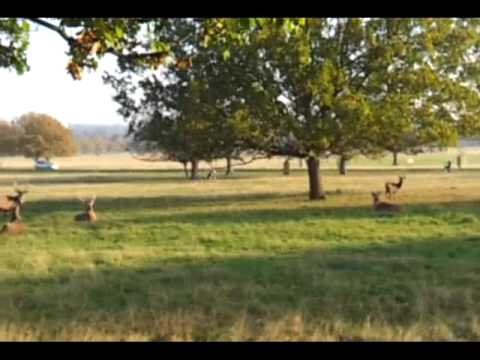 Jesus Christ in Richmond Park (Fenton) - Original Upload