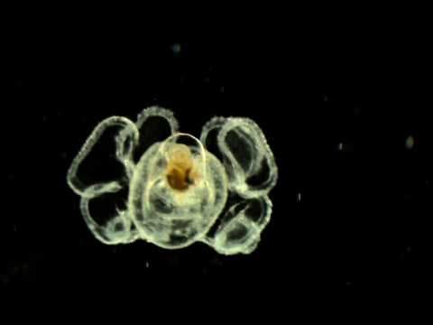 The Beauty Of Deep-sea Creatures | Blue Planet | BBC Earth