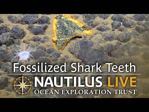 Deep Sea Fossilized Shark Teeth | Nautilus Live