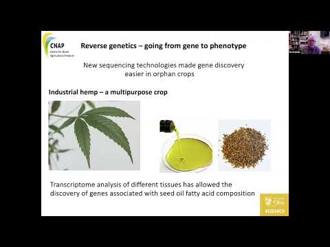 Ian Graham: molecular breeding of hemp seed oil varieties