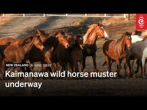 Kaimanawa wild horse muster underway | RNZ