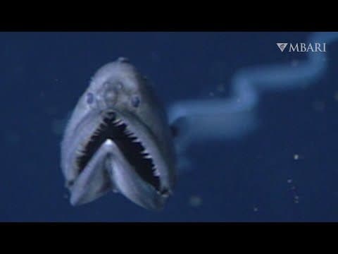 An early gulper eel encounter
