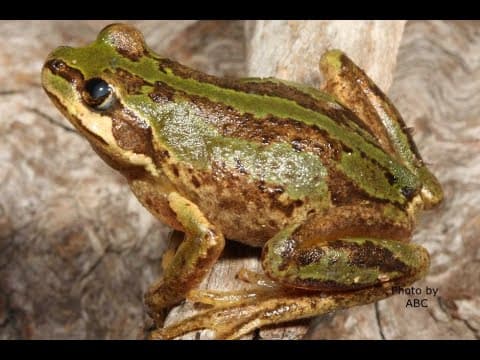 Frogs and Bogs In The Victorian Alps