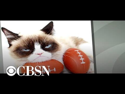 Grumpy Cat dies at age 7: CBS News report